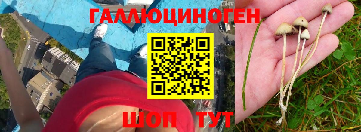 Псилоцибиновые грибы Psilocybine cubensis  Вход с VPN  Назрань 